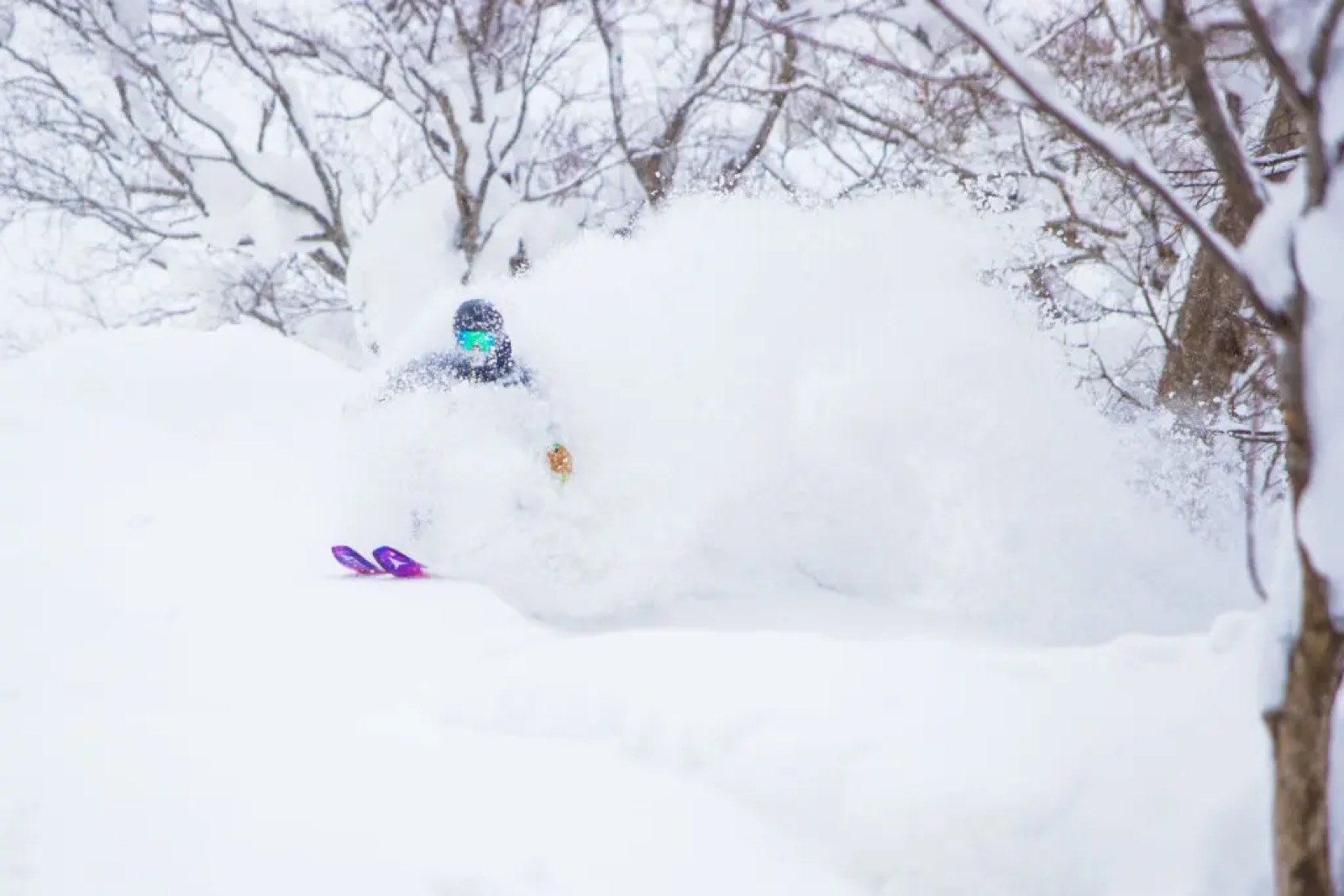 Deep powder tree run, Niseko
